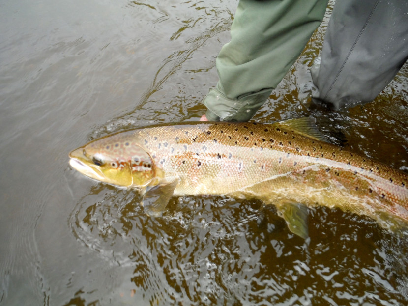 Autumn salmon going back